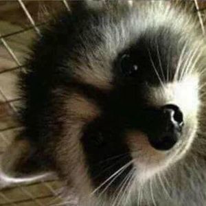 Meet your Posher, Lance